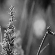 Crosstalk & Michael Bulmer - Forest Floor