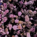SLVTN - Gypsophila ()