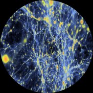 Gunho - Doppler Shift