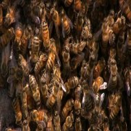 Viktor Vos - Bees