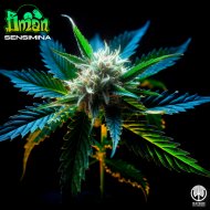 Bman - Sensimina