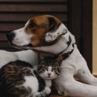 Teddie Lofi & Chill Hop Lofi Study Beats & Pets Total Relax - Soothing Pet Serenade