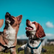 ChillHop Cafe & Hip Hop Instrumentalist & Dog Chill Out Music - Gentle Lofi Paw Serenade