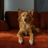 Smooth Jazz New York & Relaxmydog & French Cafe Jazz Lounge - Canine Bliss in Jazz