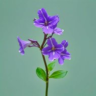 GAABB - Ciclo Infinito