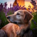 Lofi Sleep & Dog Frequency & Dog Frequencies - Soothing Sounds for Pooches