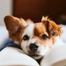Guitar Ministery & Some Dog Songs & Some Relaxing Music for Dogs - Whispers of Canine Lull ()