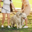 Cliruma & Music For Dogs With Anxiety & Radiant Sounds - Lofi's Journey with Dogs