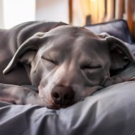 Ritmos suaves & Música para terapia canina & Música para tu perro - Flujo Canino Tranquilo