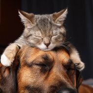 Sounds Ensemble & Background Music for Home Alone Pets & Easy Music for Pets - Rhythmic Comfort for Furry Souls