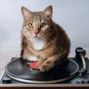 Cat Music Waves & Music Box Lullaby Academy & The Rain Factory - Lofi Rhythms For Purring Comfort ()