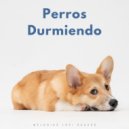 Lo-Fi para dormir & RW Cachorro durmiendo & Melodías para Perros - Chill Suave ()