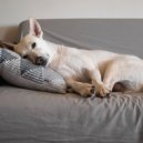 LFO Waves & Dog Music Library & Dog Music WavesDog Music Waves - Lofi Cuddles Furry Friends ()