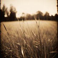 Hamich - Wolf Forest